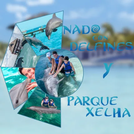 Dolphin Ride Nado con Delfines + Parque Xelha (INTERMEDIO)