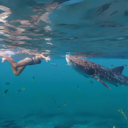 Nado con Tiburon BALLENA